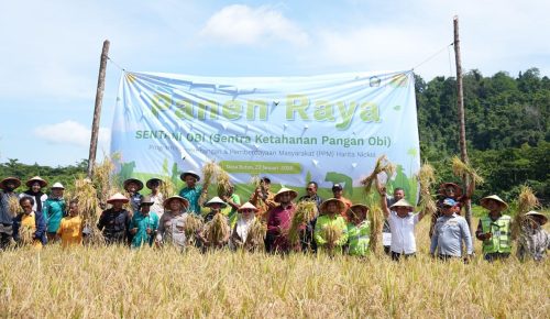 Bupati Halmahera Selatan bersama petani dan perwakilan Harita Nickel melakukan panen raya padi sawah di Desa Buton, Kecamatan Obi.